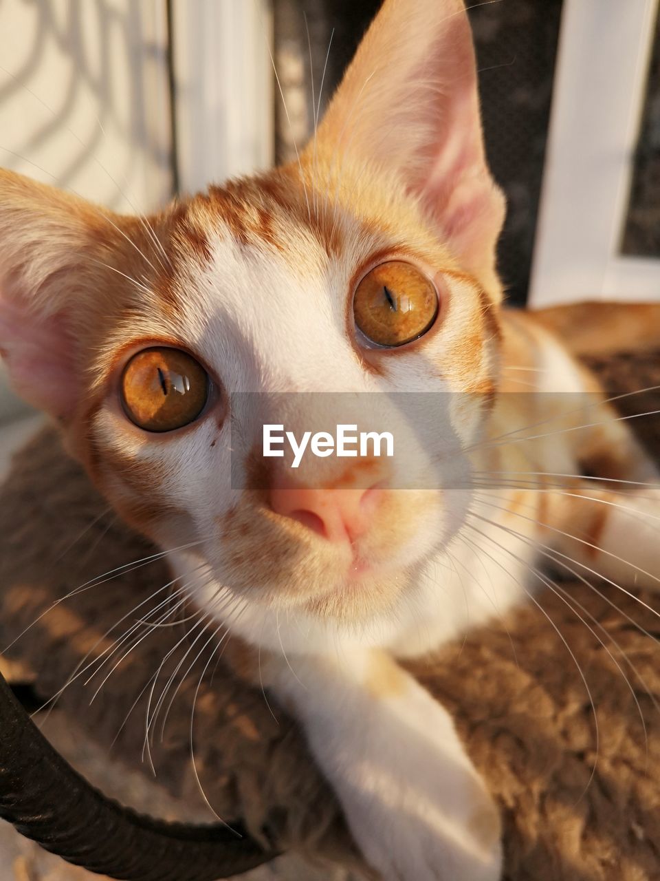 Close-up portrait of cat