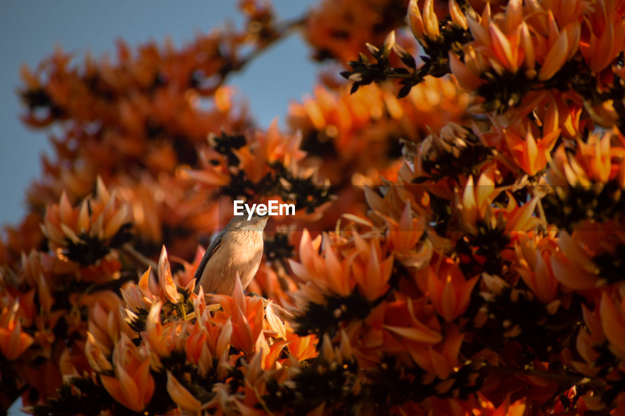 plant, autumn, flower, beauty in nature, flowering plant, nature, leaf, freshness, growth, macro photography, fragility, orange color, no people, close-up, tree, branch, yellow, spring, blossom, petal, outdoors, day, flower head, sky, focus on foreground, selective focus, inflorescence, plant part