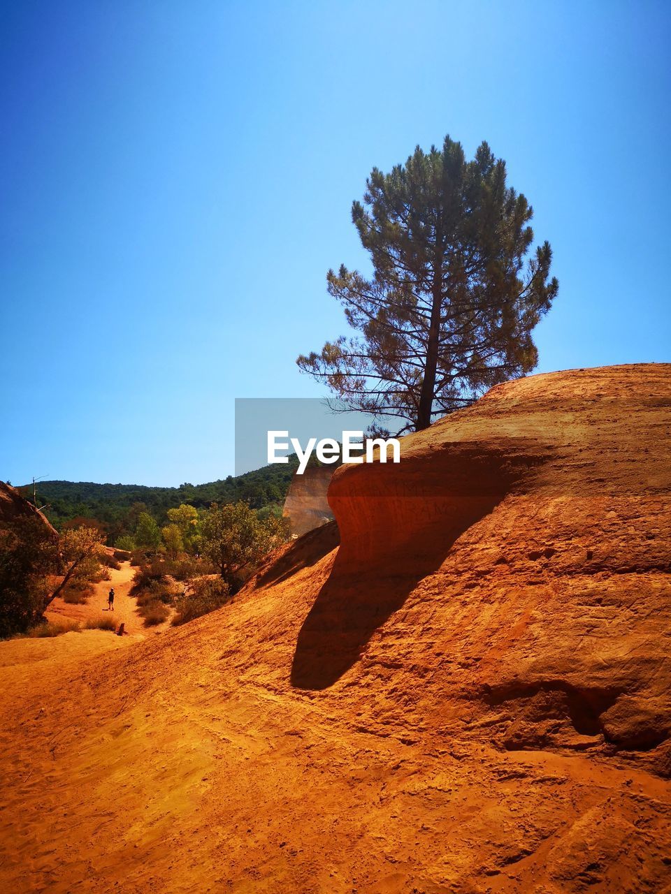 SCENIC VIEW OF TREES AGAINST CLEAR SKY