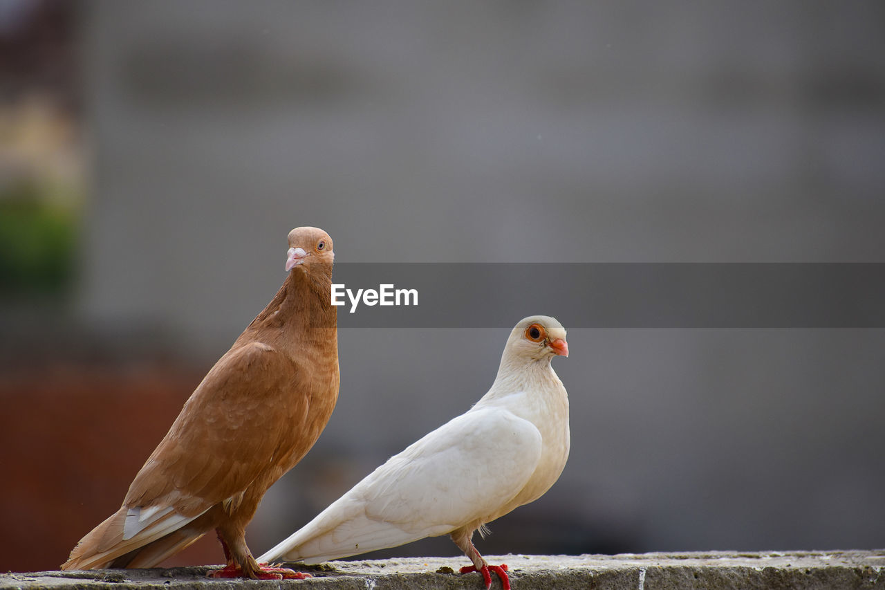 PIGEONS PERCHING ON RETAINING WALL