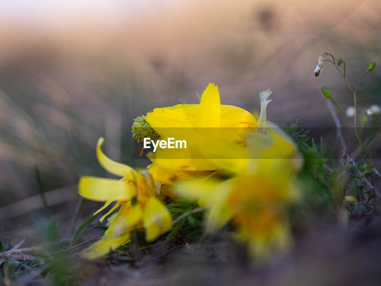 CLOSE-UP OF YELLOW FLOWER ON FIELD