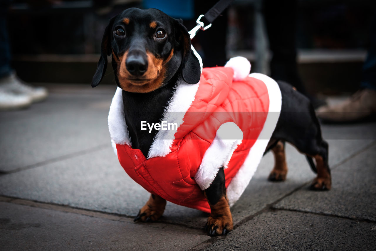 Portrait of dachshund in red clothing on footpath