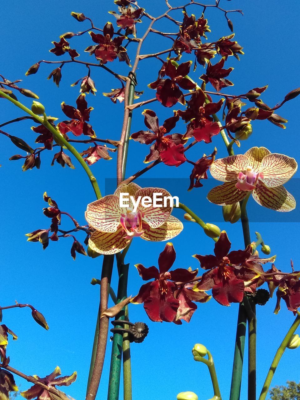 Low angle view of flowers against clear blue sky