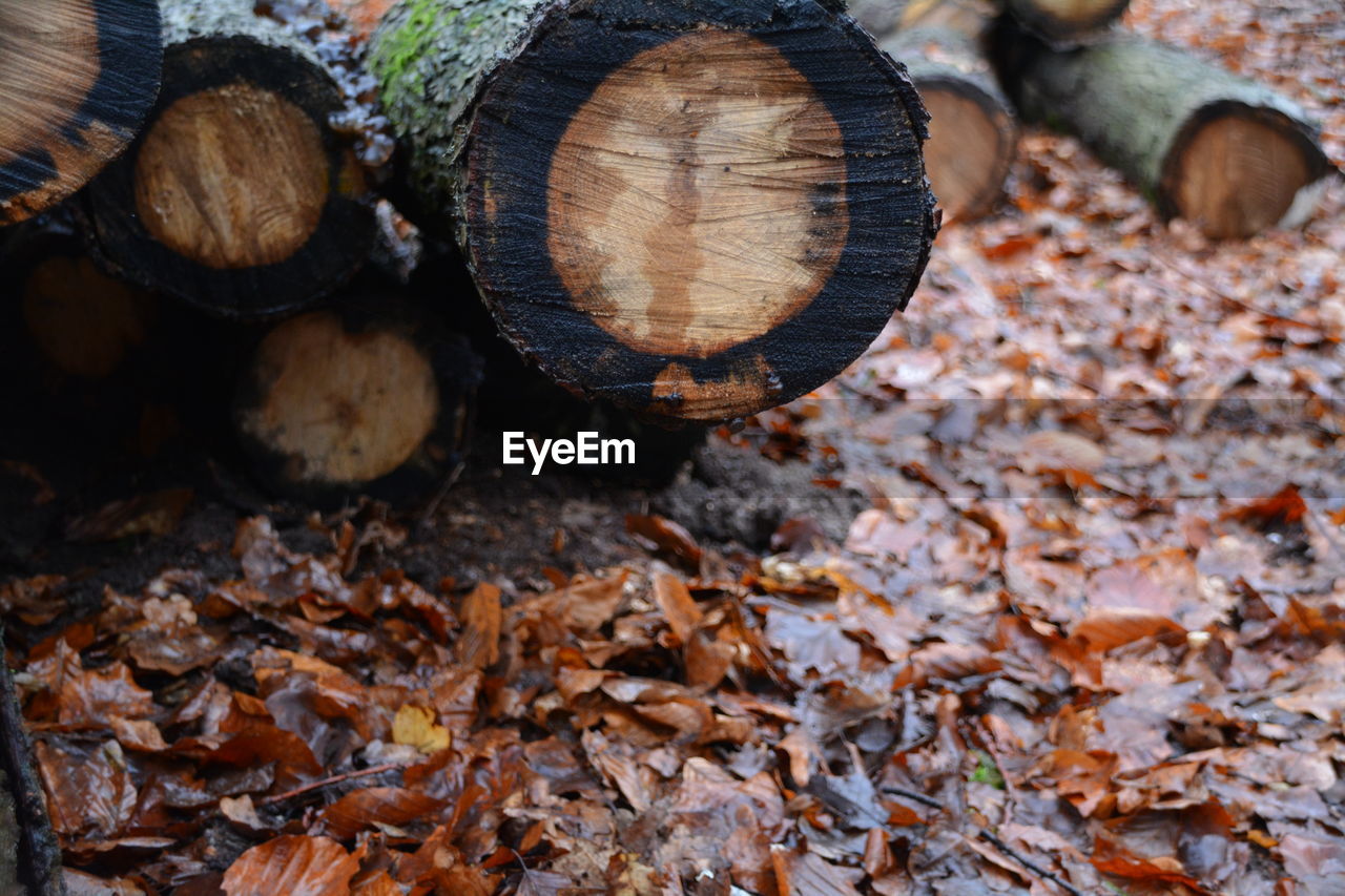 Stack of logs on field