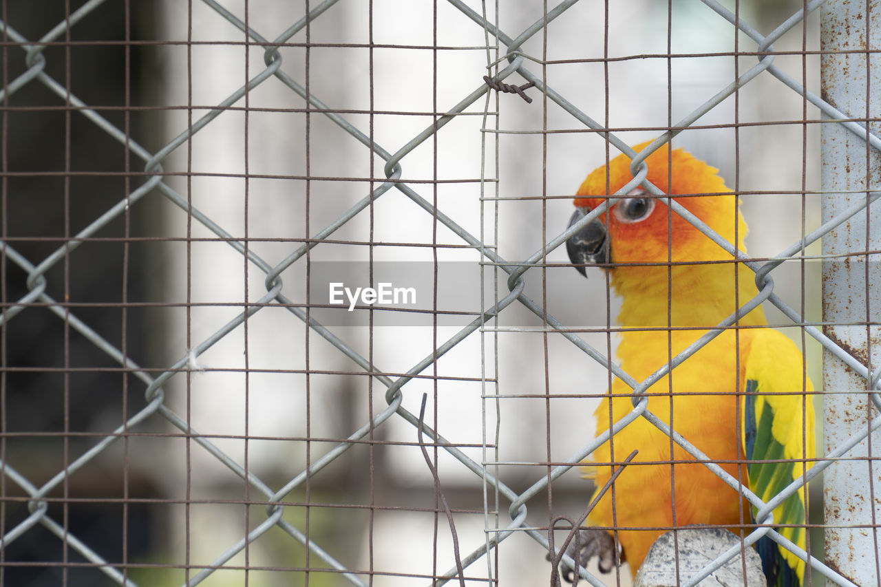 Close-up of bird in cage