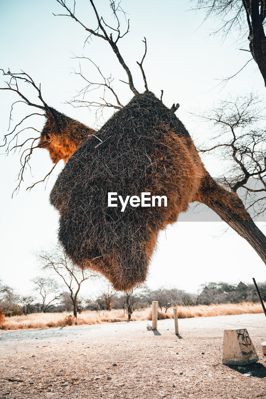 Southern masked weaver nests in a tree in the namibian desert.