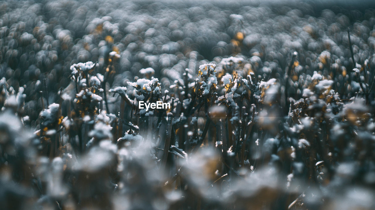 Close-up of plants during winter