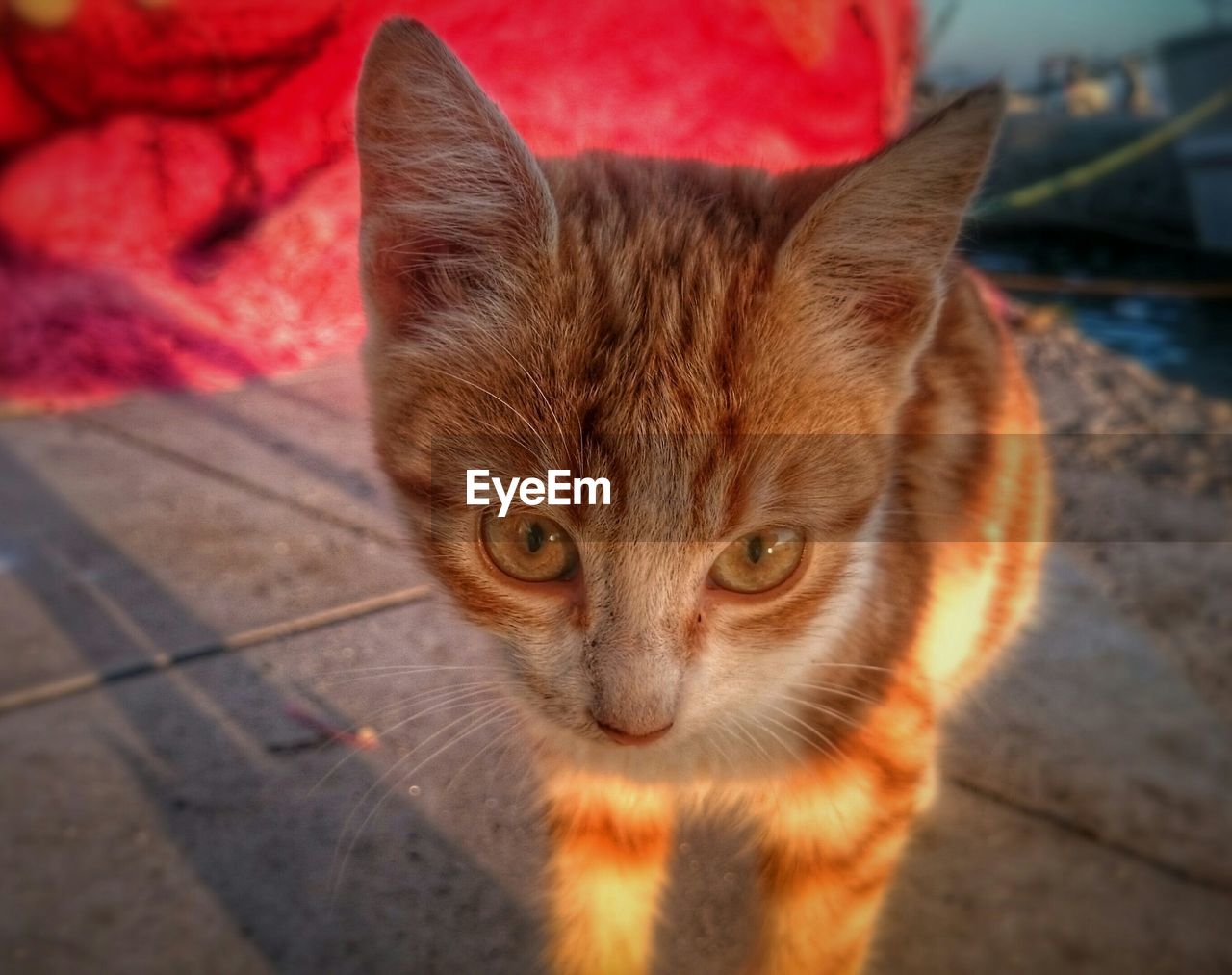 Close-up portrait of brown kitten on footpath