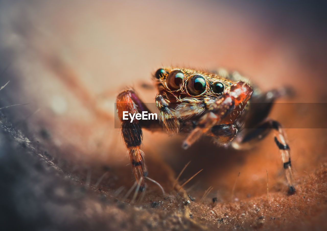 A very tiny ligurra sp., possibly ligurra latidens jumping spider. 