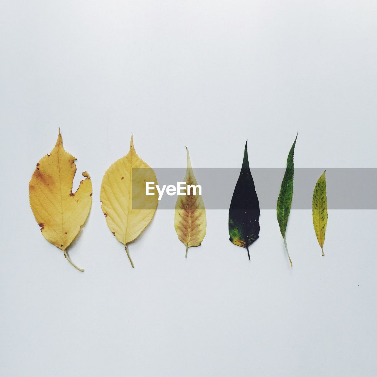 Close-up of leaves against white background