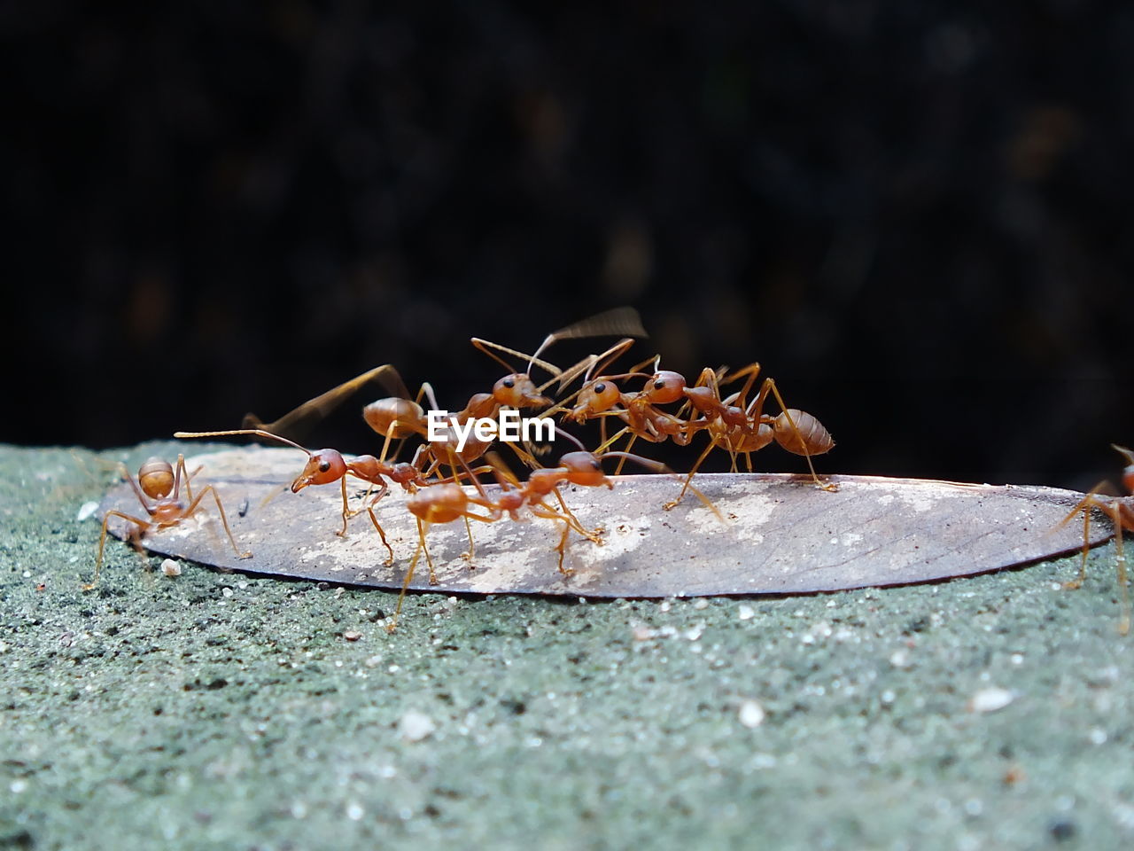 Several red ants are working together.