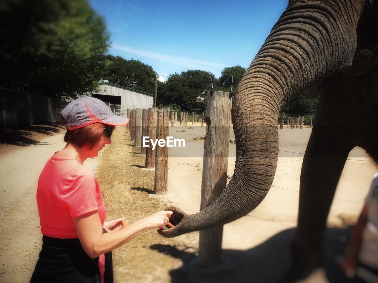 Mature woman touching elephant at zoo