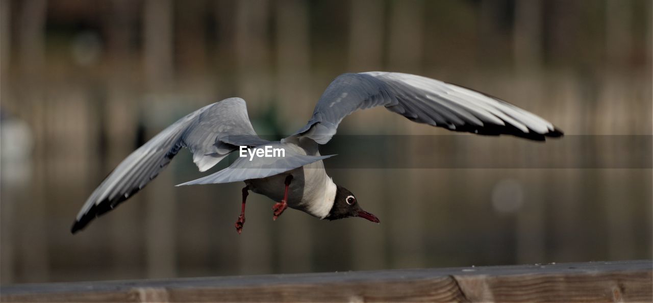 VIEW OF SEAGULL FLYING