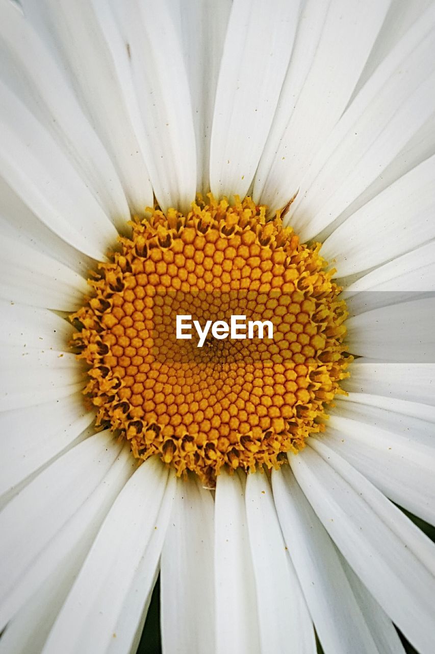 CLOSE-UP OF WHITE YELLOW FLOWER