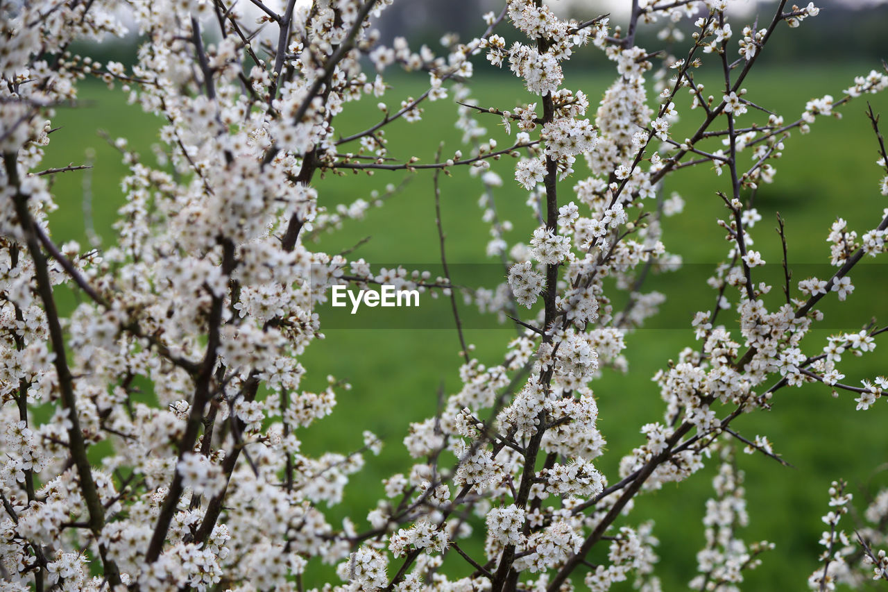 CLOSE-UP OF WHITE CHERRY BLOSSOM