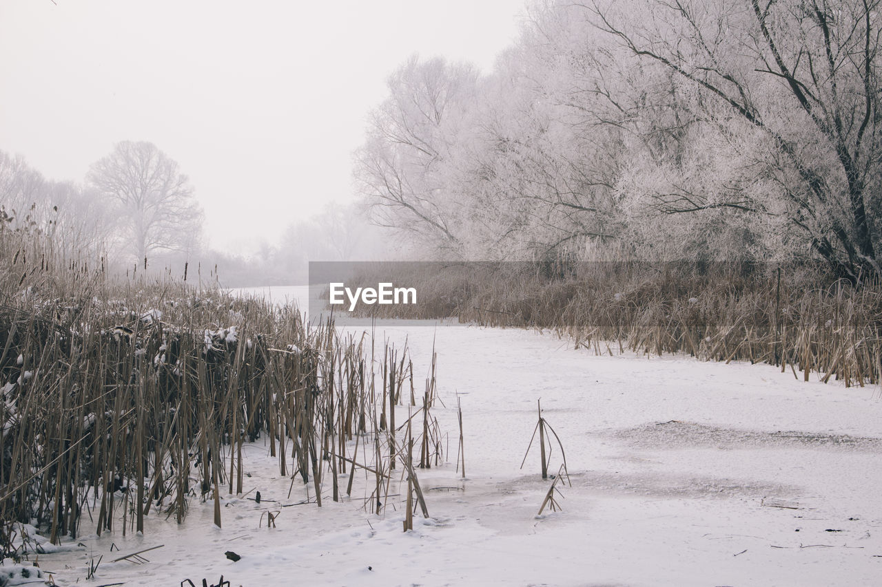 SCENIC VIEW OF SNOW COVERED TREES AGAINST SKY