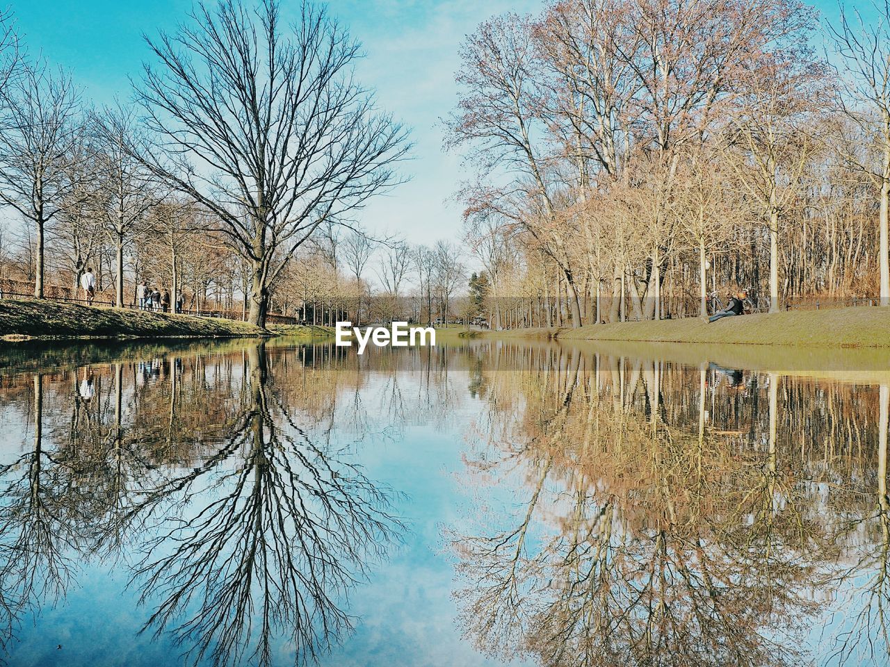 Reflection of trees in water