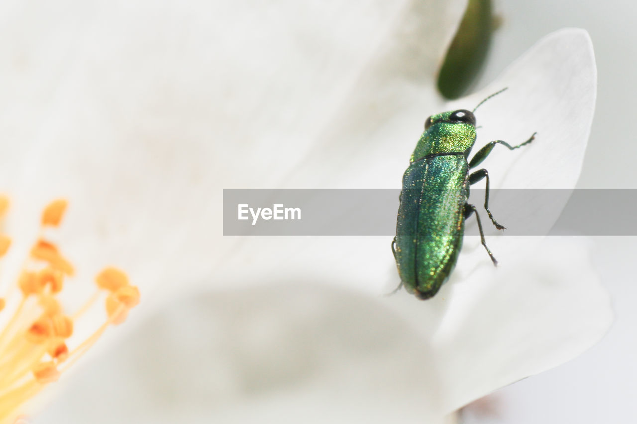 Close-up of insect on leaf