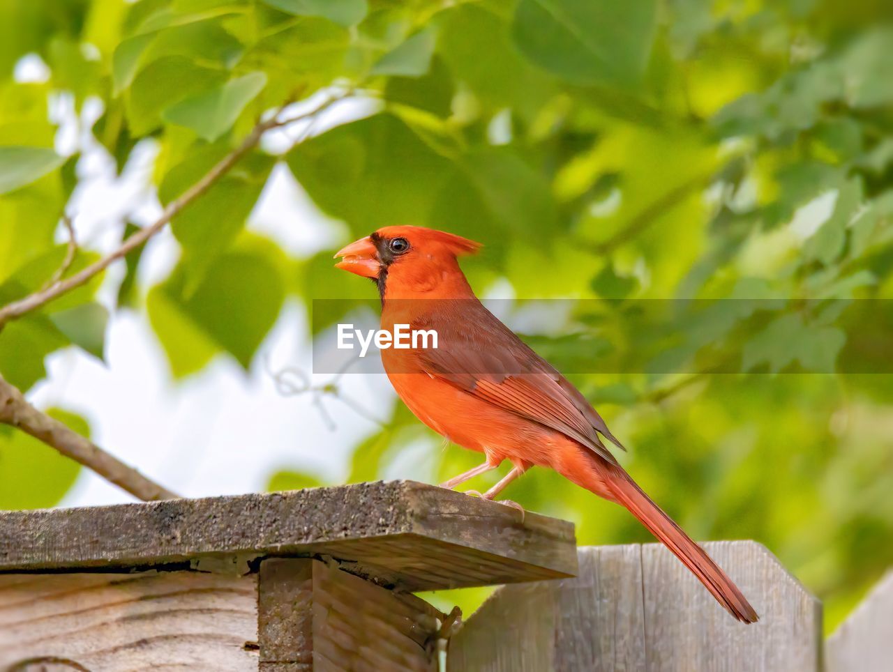 CLOSE-UP OF A BIRD PERCHING ON BRANCH