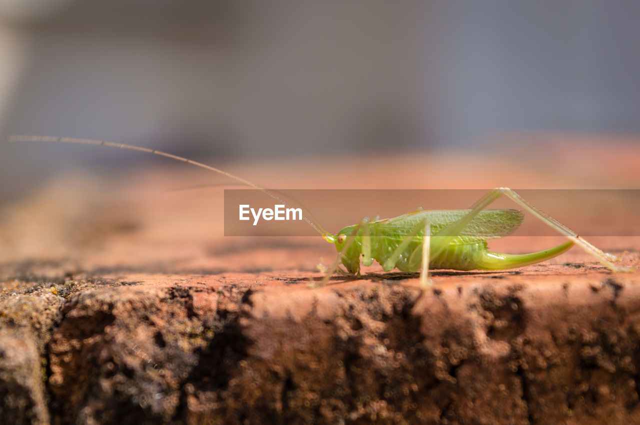 Close-up of grasshopper on rock