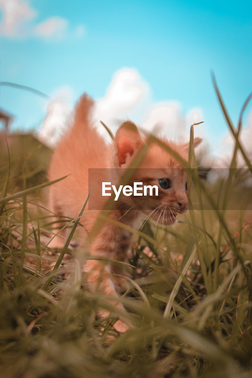 Portrait of a cat on field