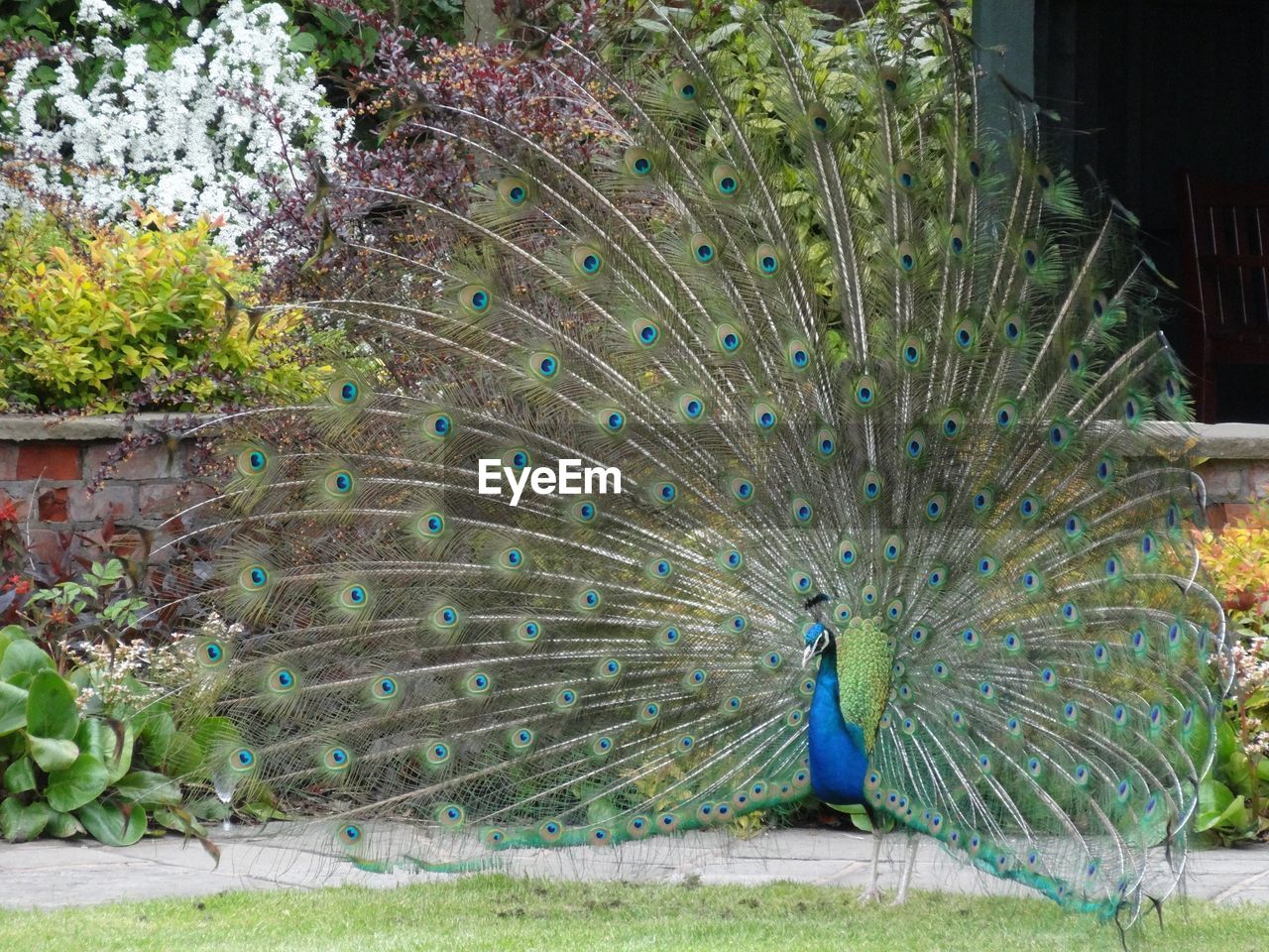 Full length of peacock