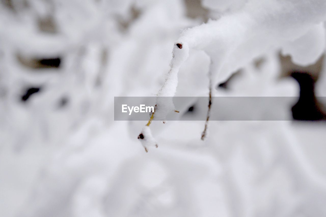 CLOSE-UP OF SNOW ON WHITE BACKGROUND