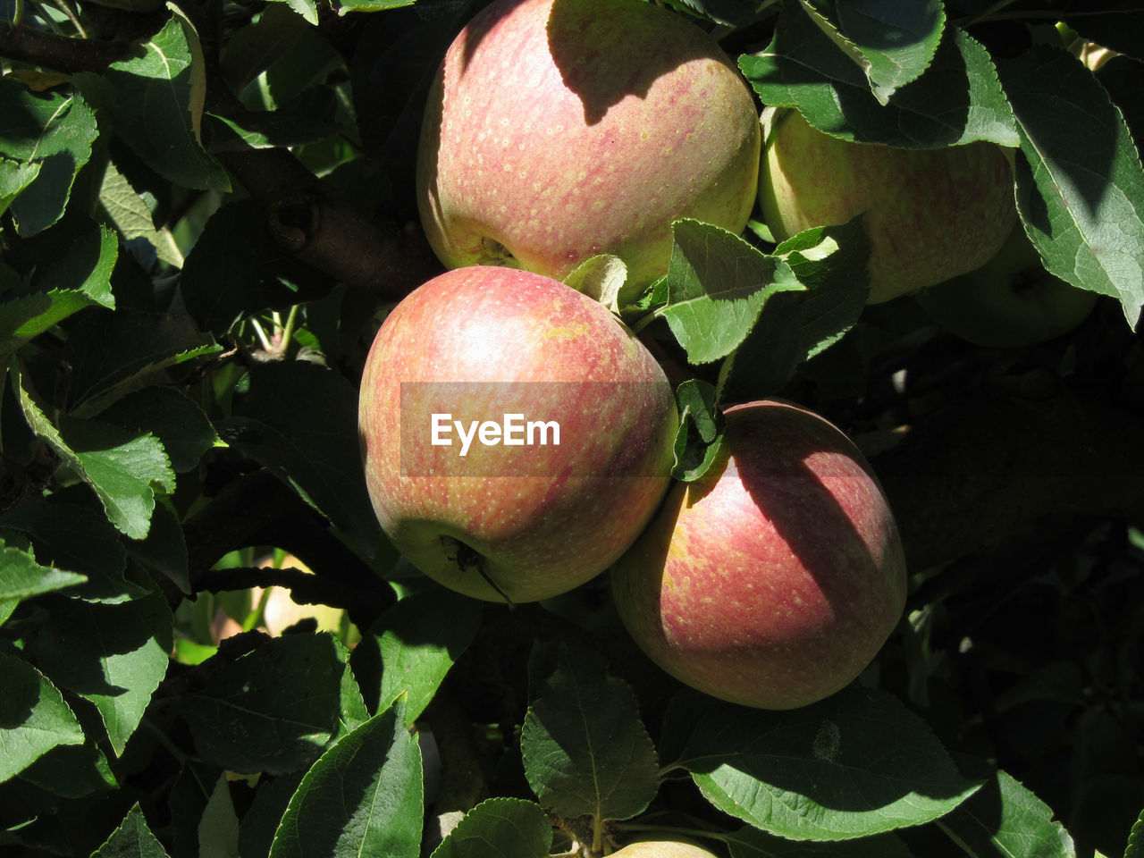 Close-up of apples on tree