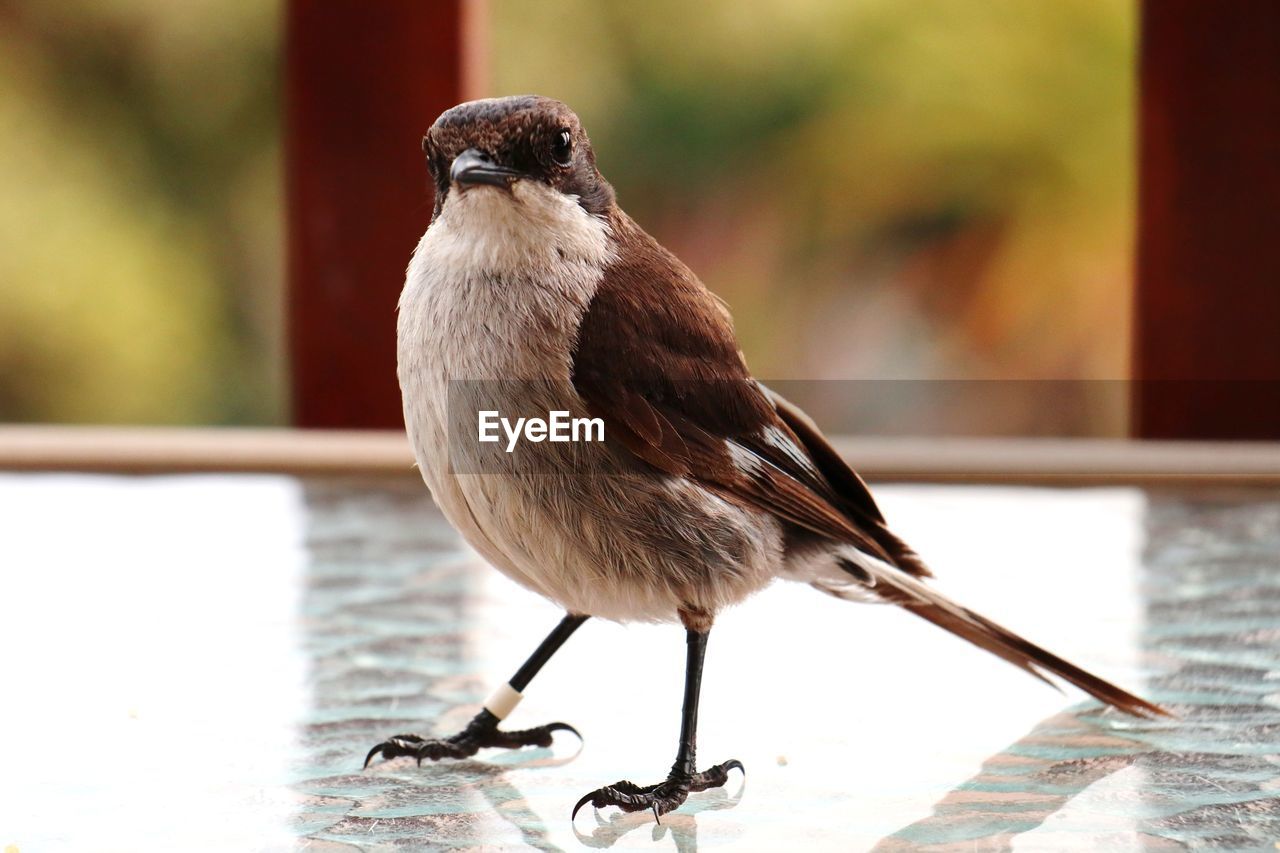 CLOSE-UP OF A BIRD