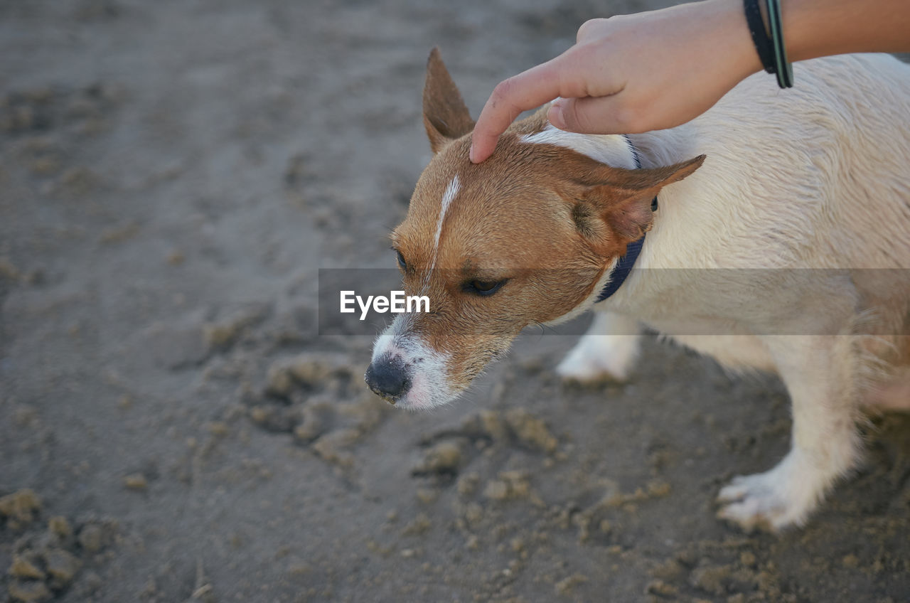 HIGH ANGLE VIEW OF DOG WITH HANDS ON LAND