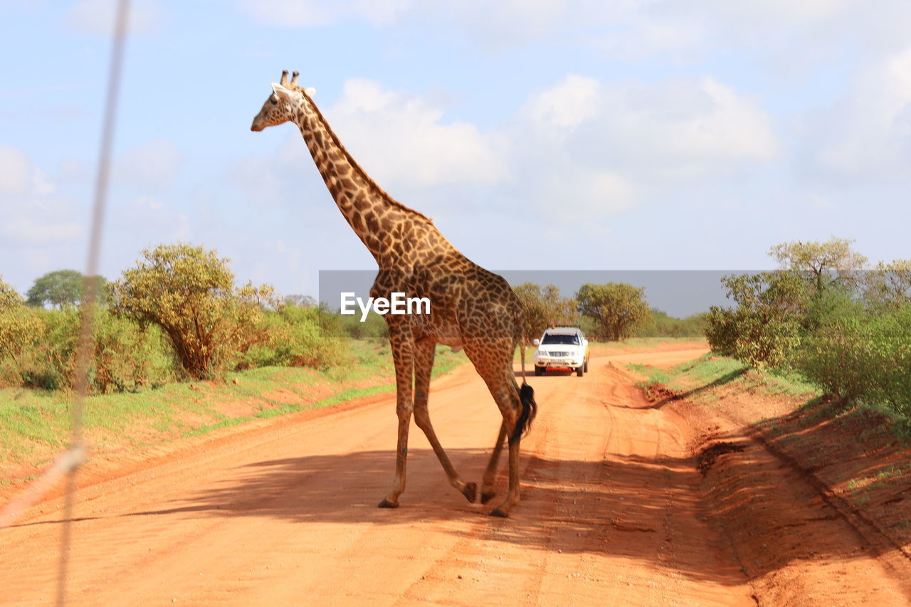 giraffe, animal, animal themes, animal wildlife, mammal, safari, nature, savanna, wildlife, sky, one animal, tree, day, sunlight, transportation, no people, full length, adventure, plant, outdoors, travel, cloud, road, landscape, tourism, travel destinations, walking, standing, environment, domestic animals, side view, shadow