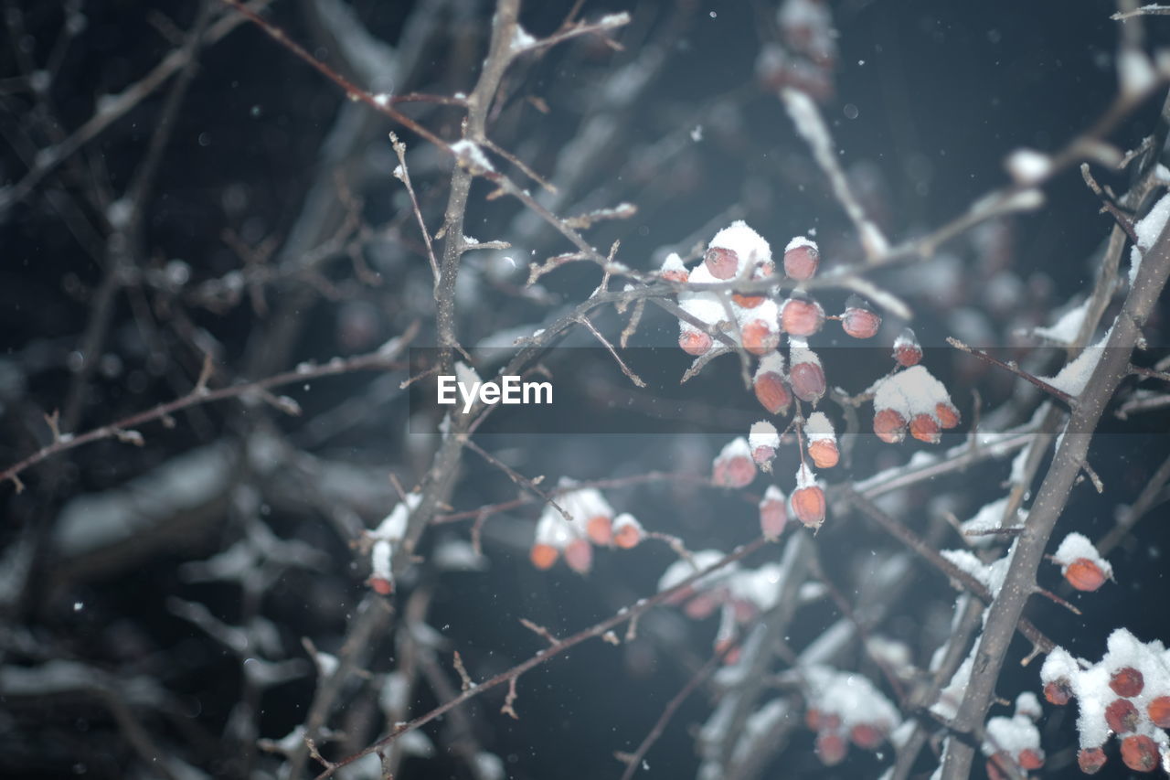 Close-up of snow on branch