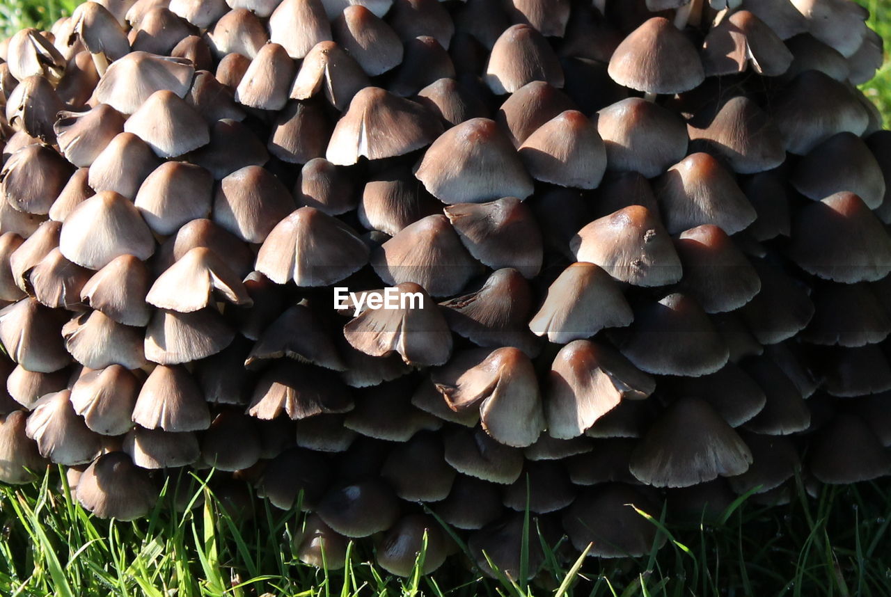 Close-up of mushrooms