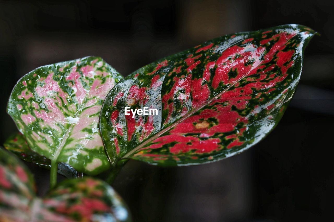 Close-up of red chili flowers