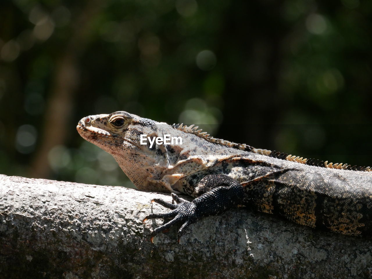 CLOSE-UP OF LIZARD ON ROCK AGAINST TREES