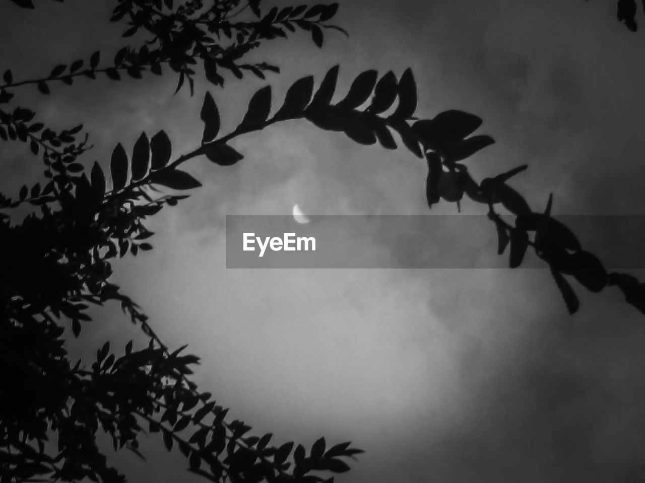 LOW ANGLE VIEW OF BIRD ON BRANCH AGAINST SKY