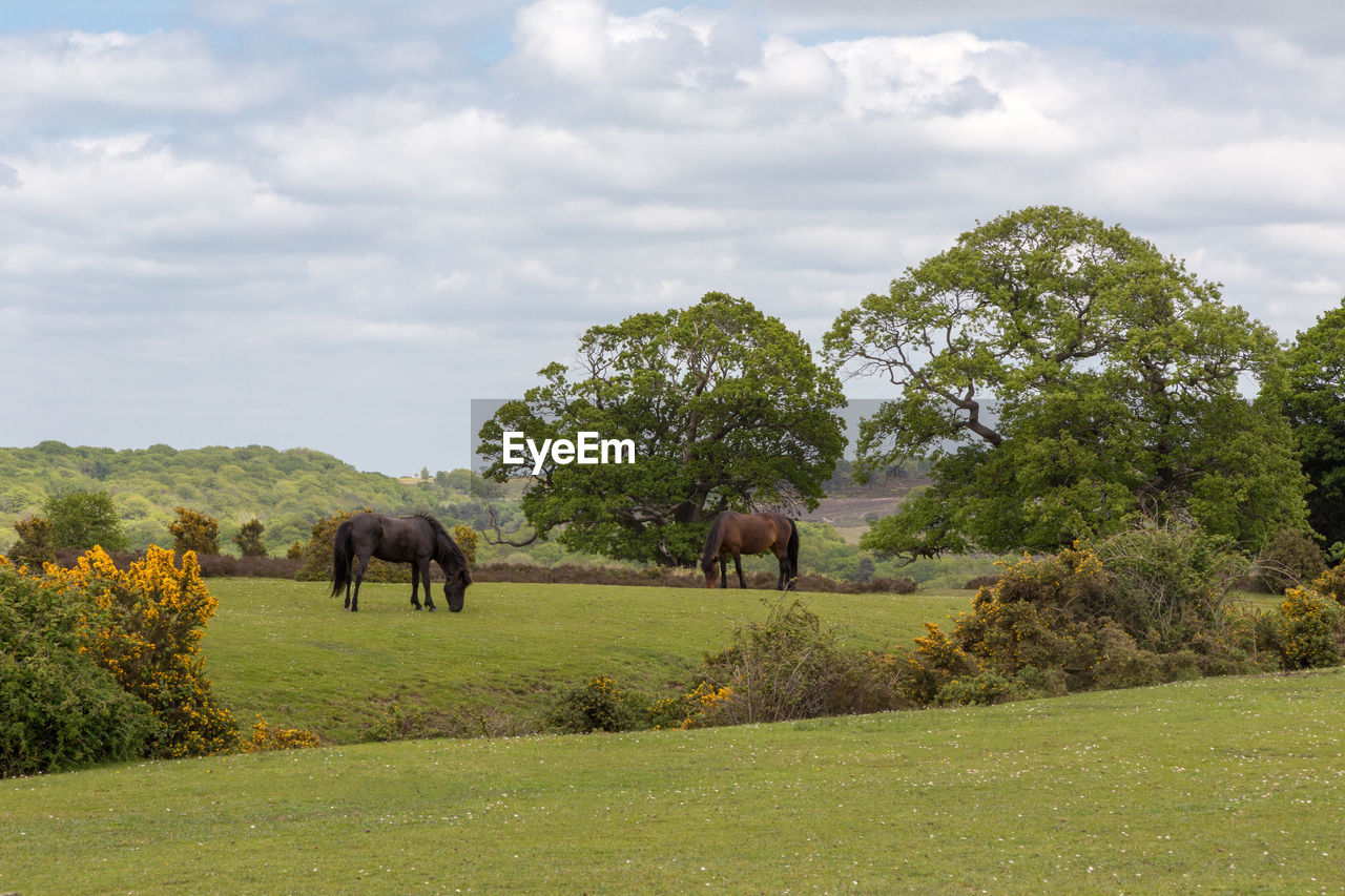 COWS GRAZING ON FIELD AGAINST SKY