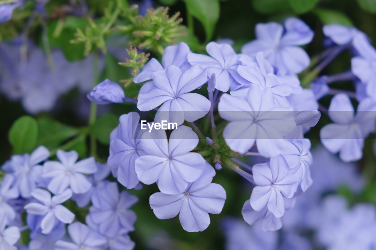 CLOSE-UP OF BLUE FLOWERING PLANT