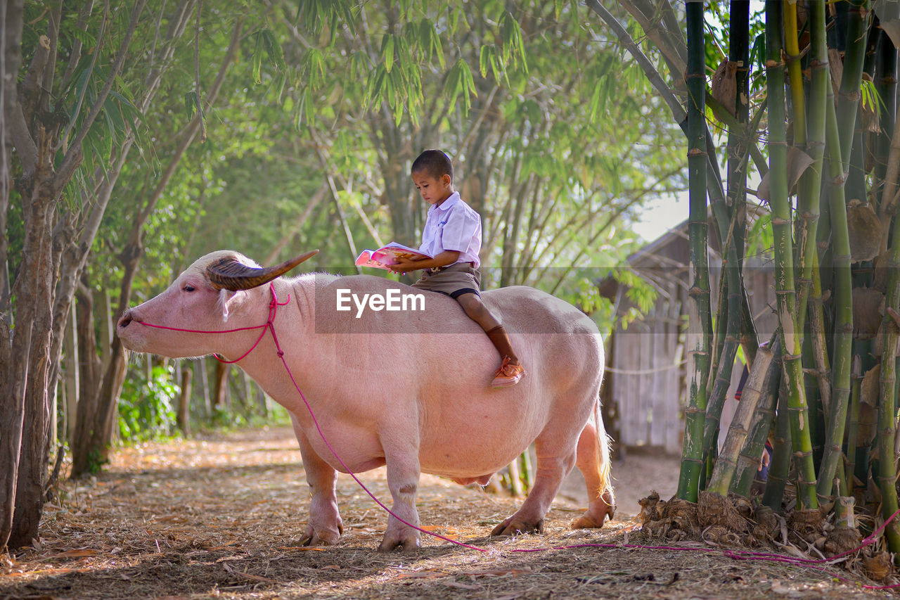 Boy reading book while sitting on buffalo