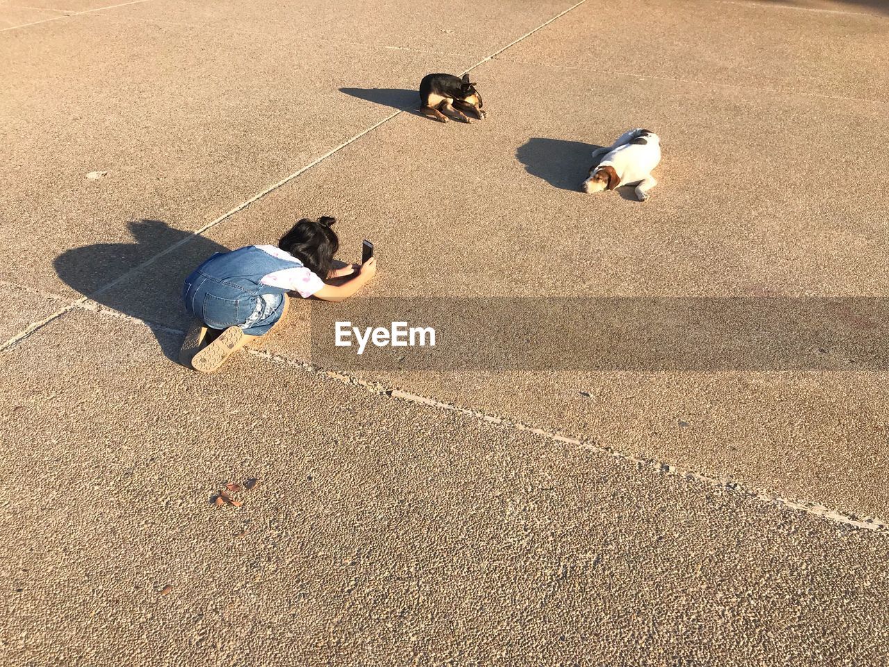 High angle view of woman photographing dogs on road