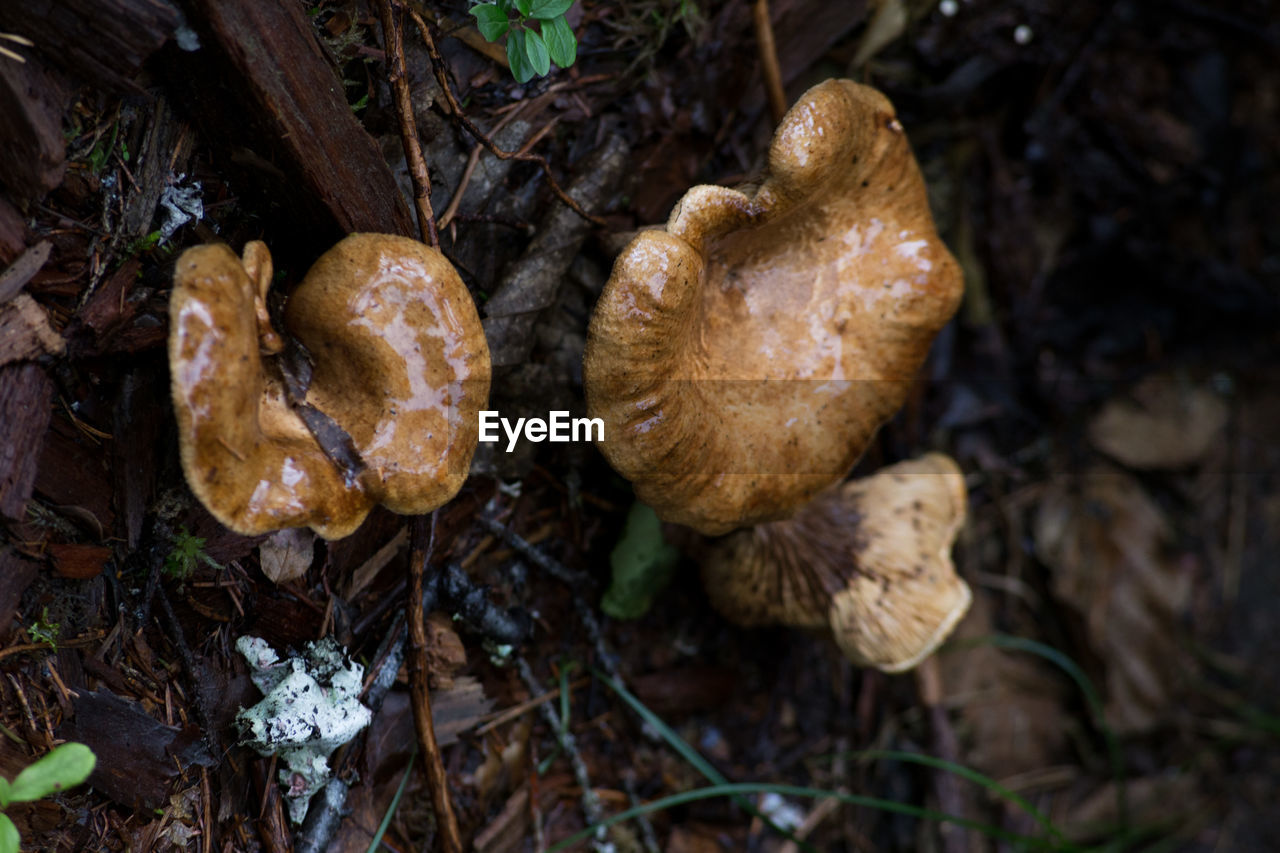 CLOSE-UP OF MUSHROOMS ON FIELD