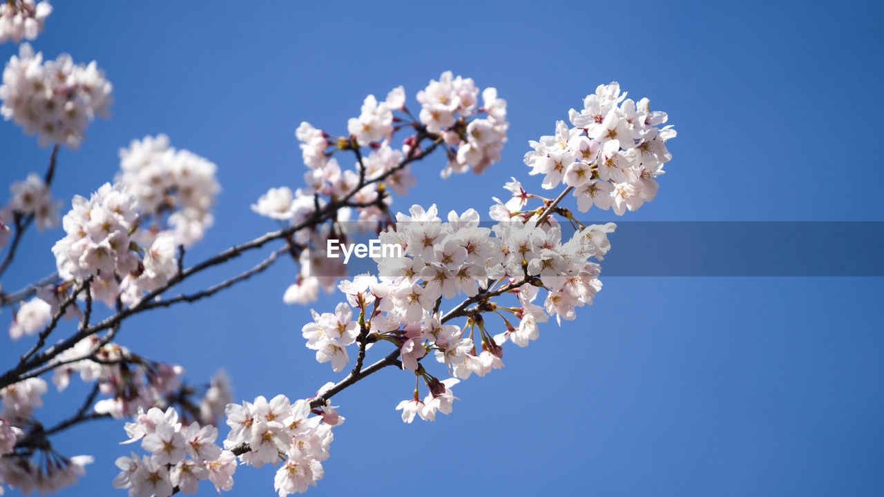 CLOSE-UP OF CHERRY BLOSSOMS AGAINST CLEAR SKY