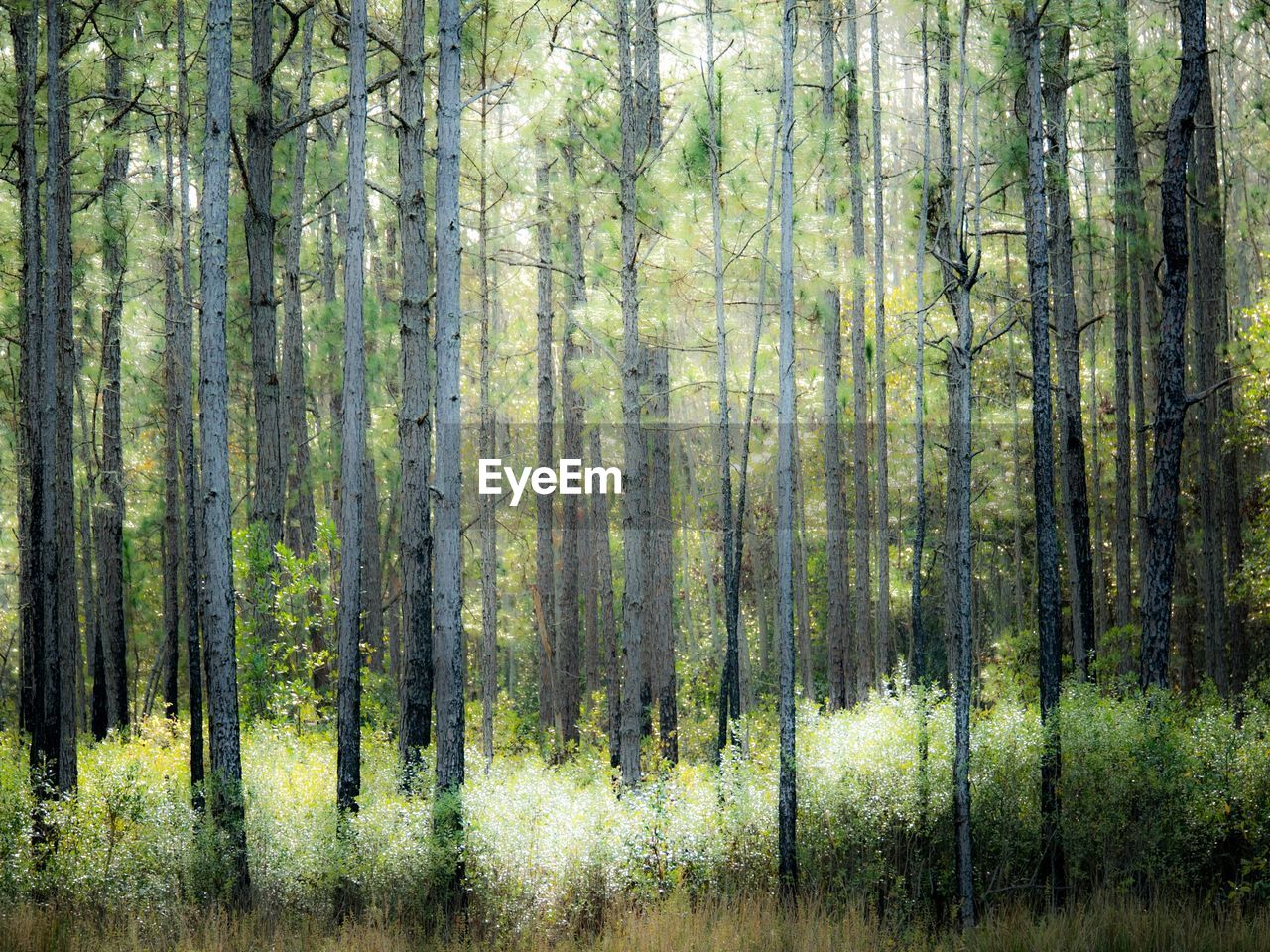 VIEW OF TREES IN FOREST
