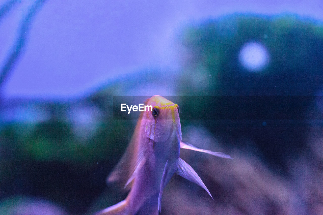 CLOSE-UP OF BIRD SWIMMING IN AQUARIUM