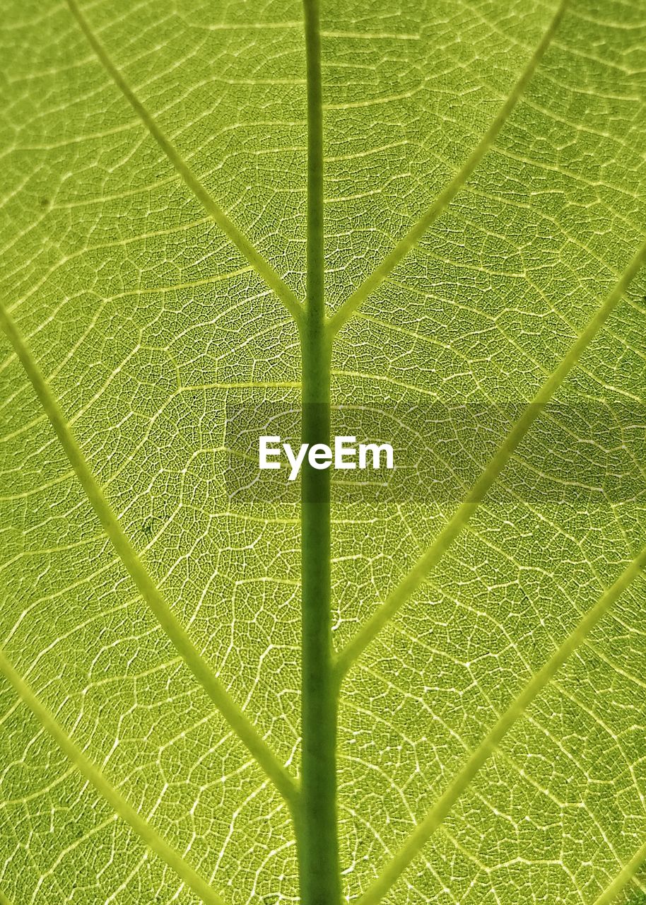 FULL FRAME SHOT OF GREEN LEAVES ON PLANT