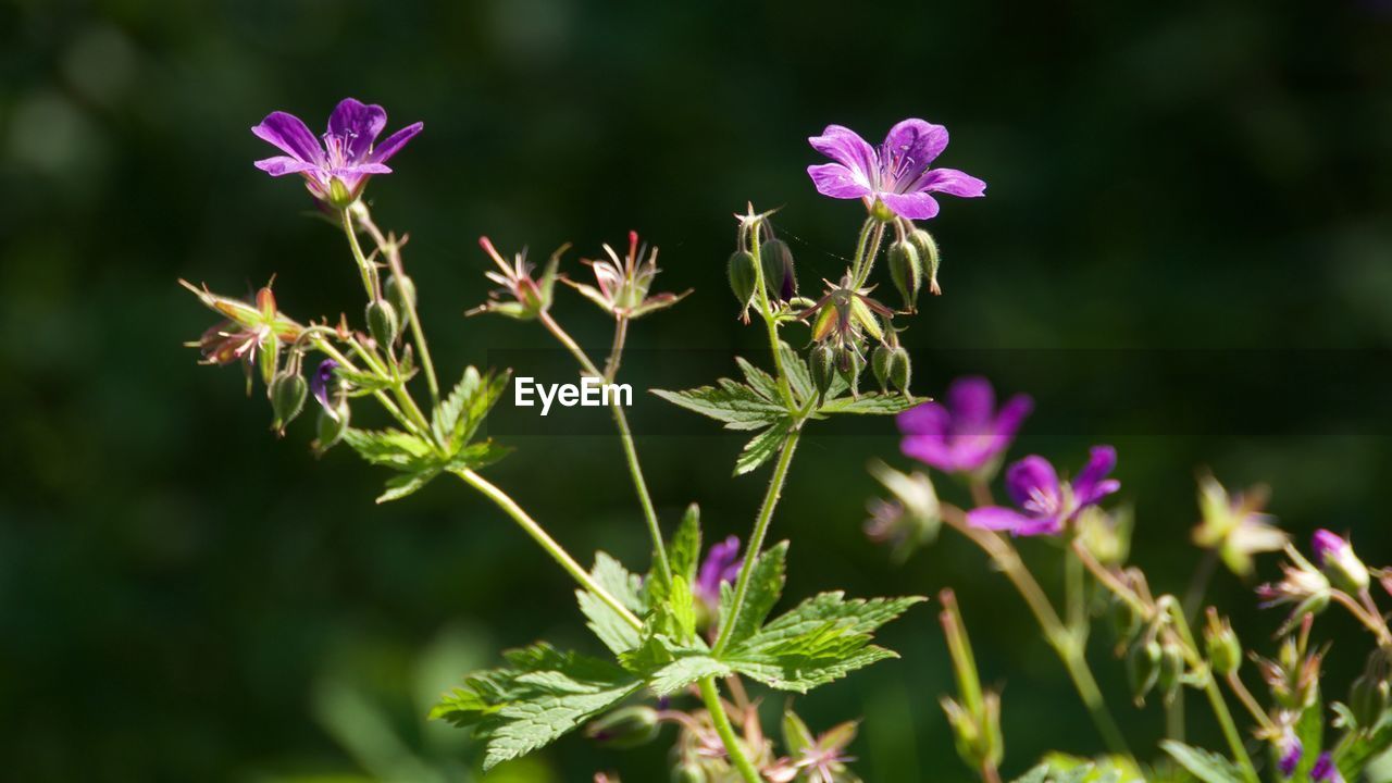 CLOSE-UP OF PINK FLOWERING PLANT IN FIELD