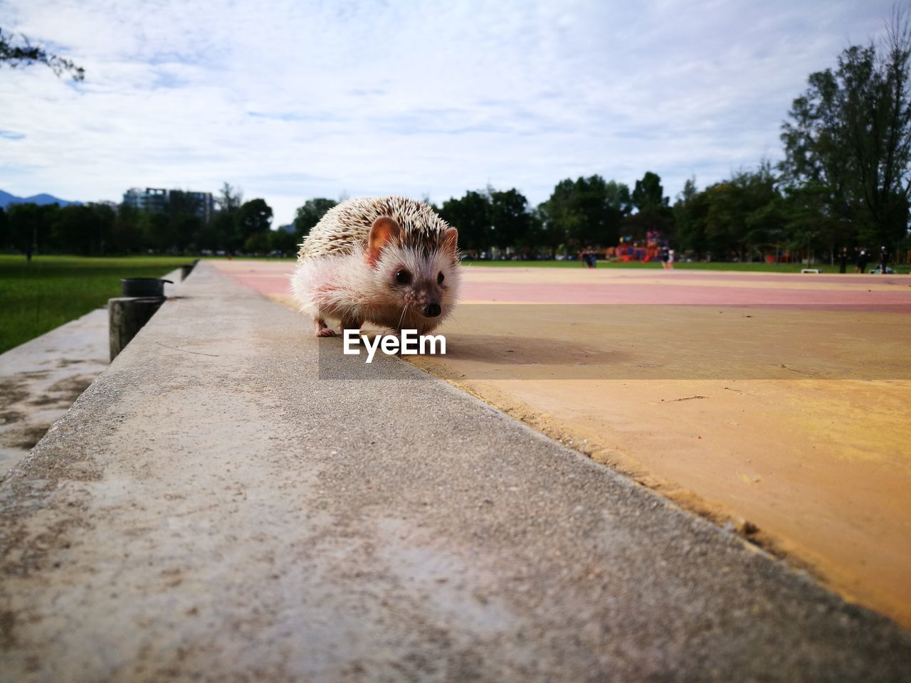 Close-up of hedgehog