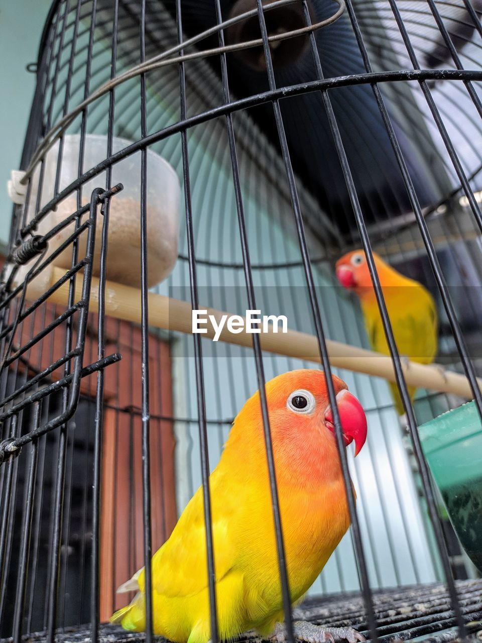 PARROT IN CAGE
