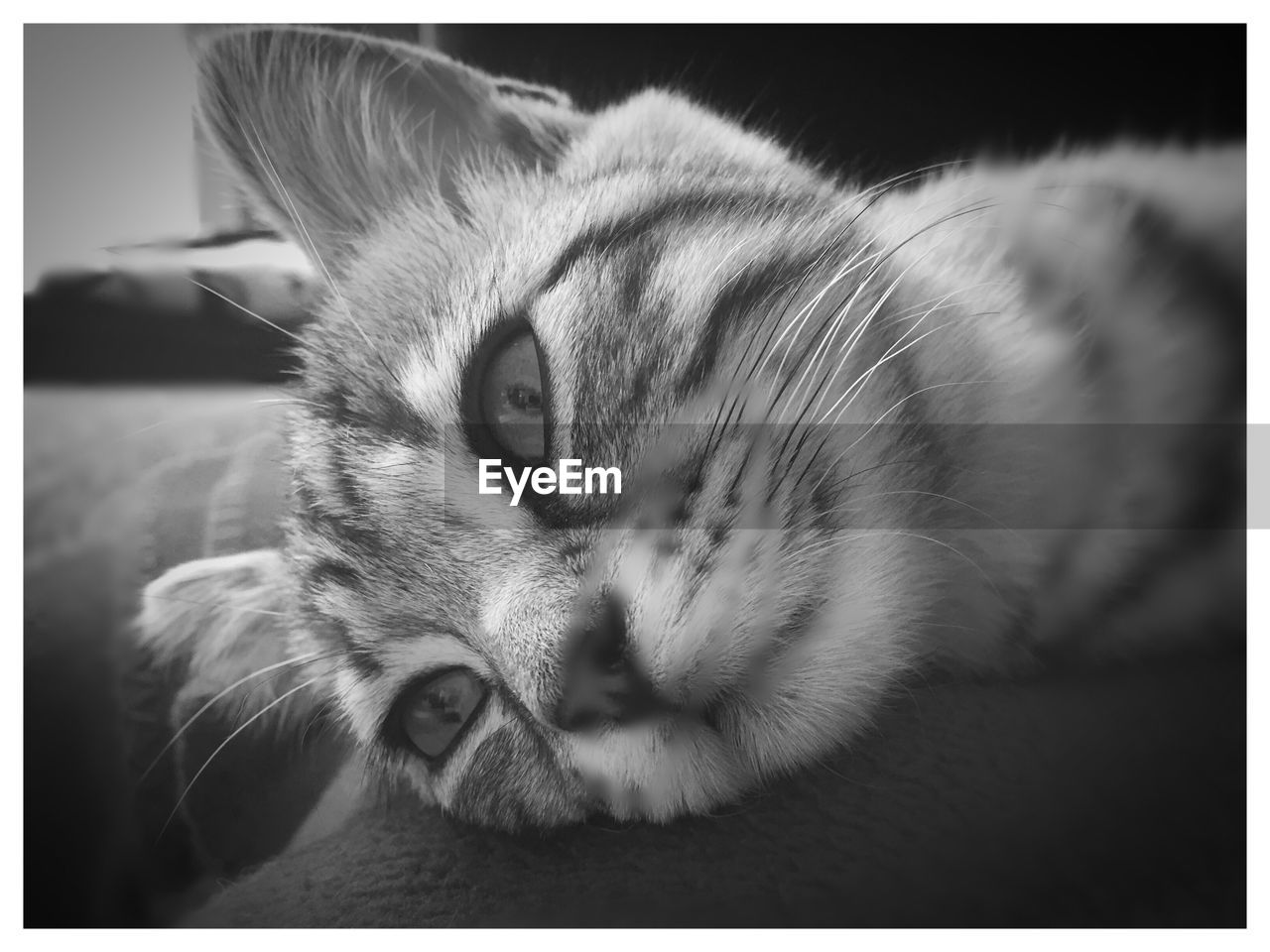 Close-up portrait of cat relaxing on floor