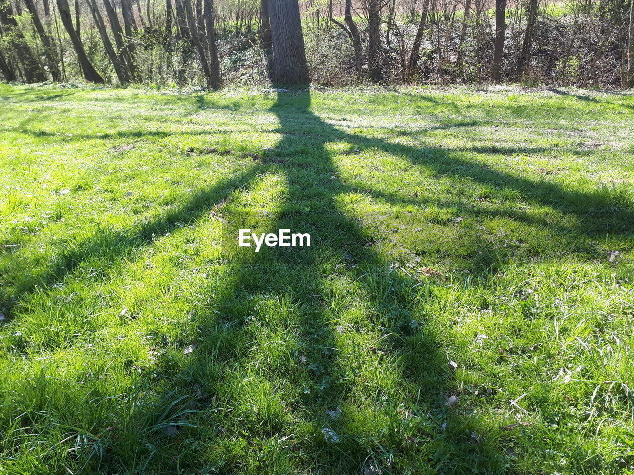 SHADOW OF TREE ON GRASS